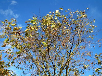 Hainbuche (Carpinus betulus) im Gartenschaupark Hockenheim