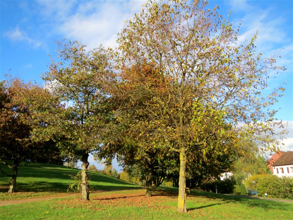 Hainbuche (Carpinus betulus) im Gartenschaupark Hockenheim