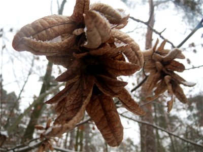 Hainbuche (Carpinus betulus) im Schwetzinger Hardt