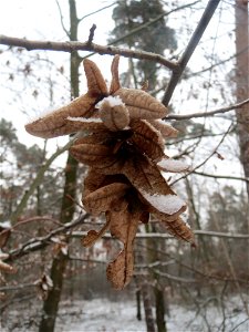 Frucht der Hainbuche (Carpinus betulus) im Schwetzinger Hardt