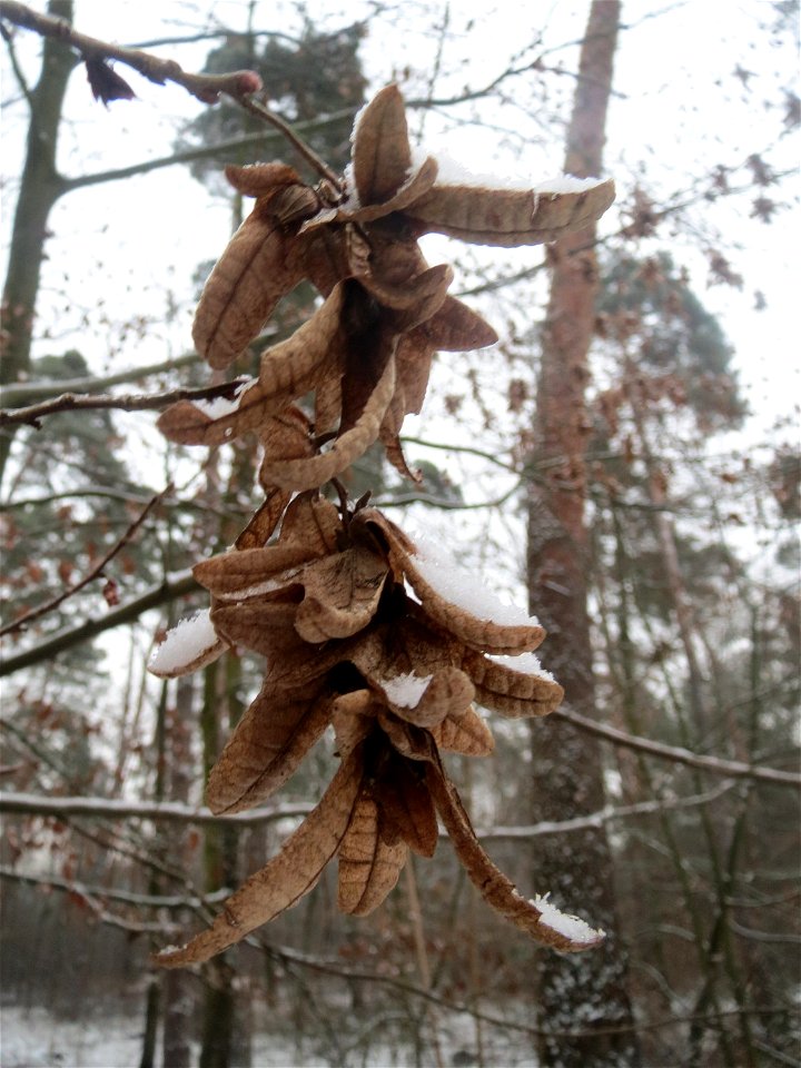 Frucht der Hainbuche (Carpinus betulus) im Schwetzinger Hardt