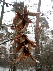 Frucht der Hainbuche (Carpinus betulus) im Schwetzinger Hardt