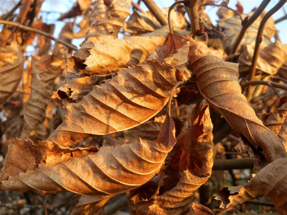 Hainbuchen-Hecke (Carpinus betulus) im Landesgartenschaupark Hockenheim - Die Hainbuche wird gerne als Heckenpflanze in Gärten und Parks gepflanzt, da sie auch im Winter ihre Blätter behält