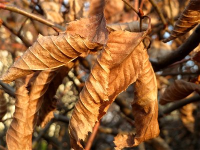 Hainbuchen-Hecke (Carpinus betulus) im Landesgartenschaupark Hockenheim - Die Hainbuche wird gerne als Heckenpflanze in Gärten und Parks gepflanzt, da sie auch im Winter ihre Blätter behält