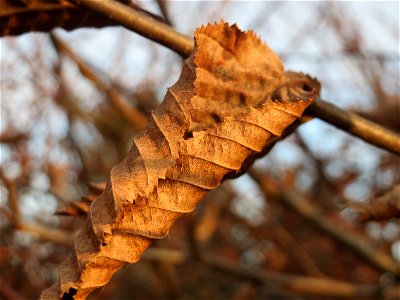 Hainbuchen-Hecke (Carpinus betulus) im Landesgartenschaupark Hockenheim - Die Hainbuche wird gerne als Heckenpflanze in Gärten und Parks gepflanzt, da sie auch im Winter ihre Blätter behält