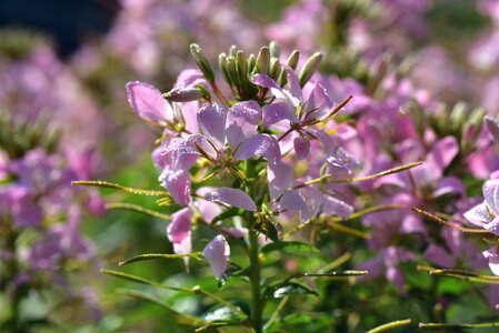 Bloom pink plant photo