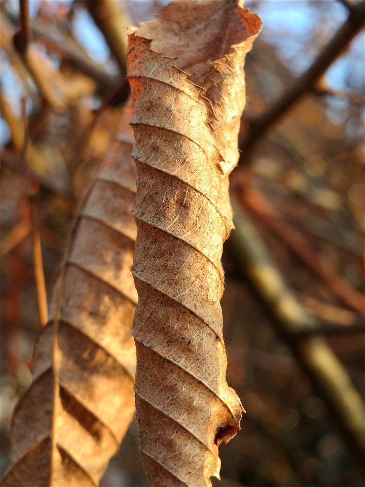 Hainbuchen-Hecke (Carpinus betulus) im Landesgartenschaupark Hockenheim - Die Hainbuche wird gerne als Heckenpflanze in Gärten und Parks gepflanzt, da sie auch im Winter ihre Blätter behält