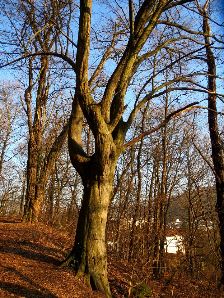 Hainbuche (Carpinus betulus) am Kaninchenberg in Saarbrücken