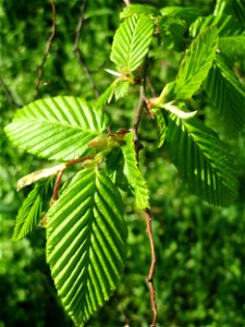Junge Blätter der Hainbuche (Carpinus betulus) auf einem Grünstreifen zwischen Eisenbahnstraße und Am Damm in Hockenheim
