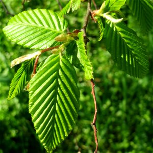 Junge Blätter der Hainbuche (Carpinus betulus) auf einem Grünstreifen zwischen Eisenbahnstraße und Am Damm in Hockenheim