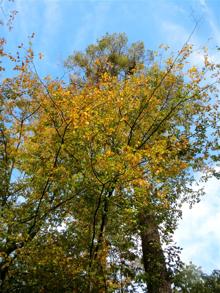 Hainbuche (Carpinus betulus) in der Schwetzinger Hardt