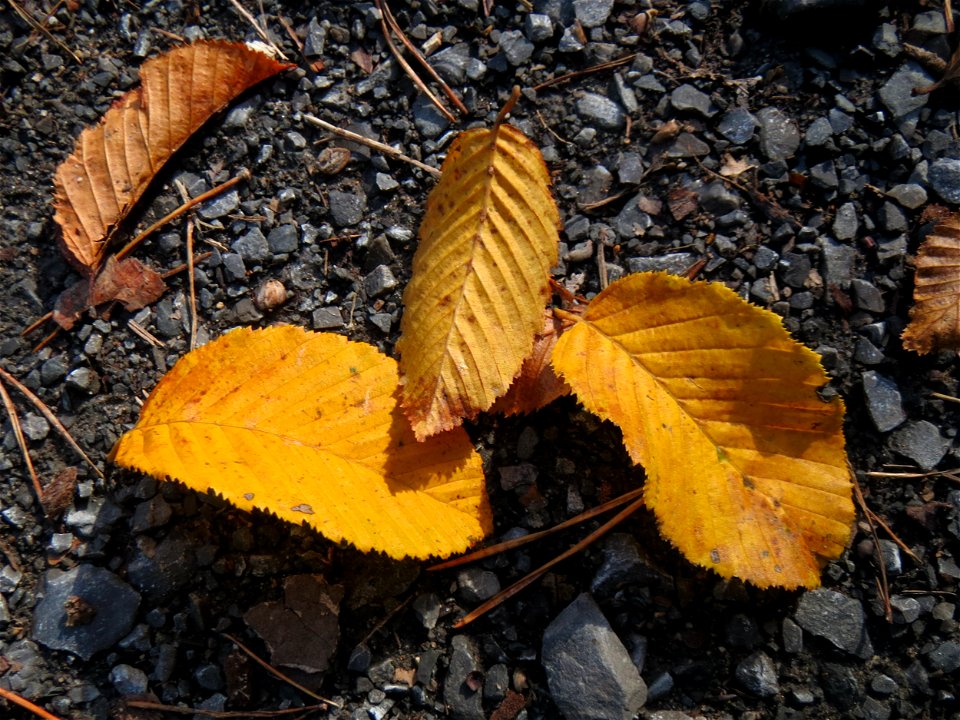 Herabgefallene Blätter einer Hainbuche (Carpinus betulus) in der Schwetzinger Hardt