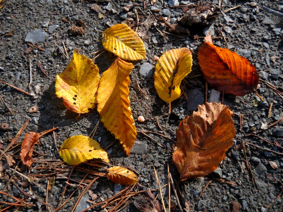 Herabgefallene Blätter einer Hainbuche (Carpinus betulus) in der Schwetzinger Hardt
