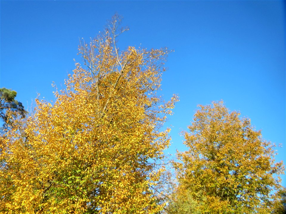 Hainbuche (Carpinus betulus) in der Schwetzinger Hardt