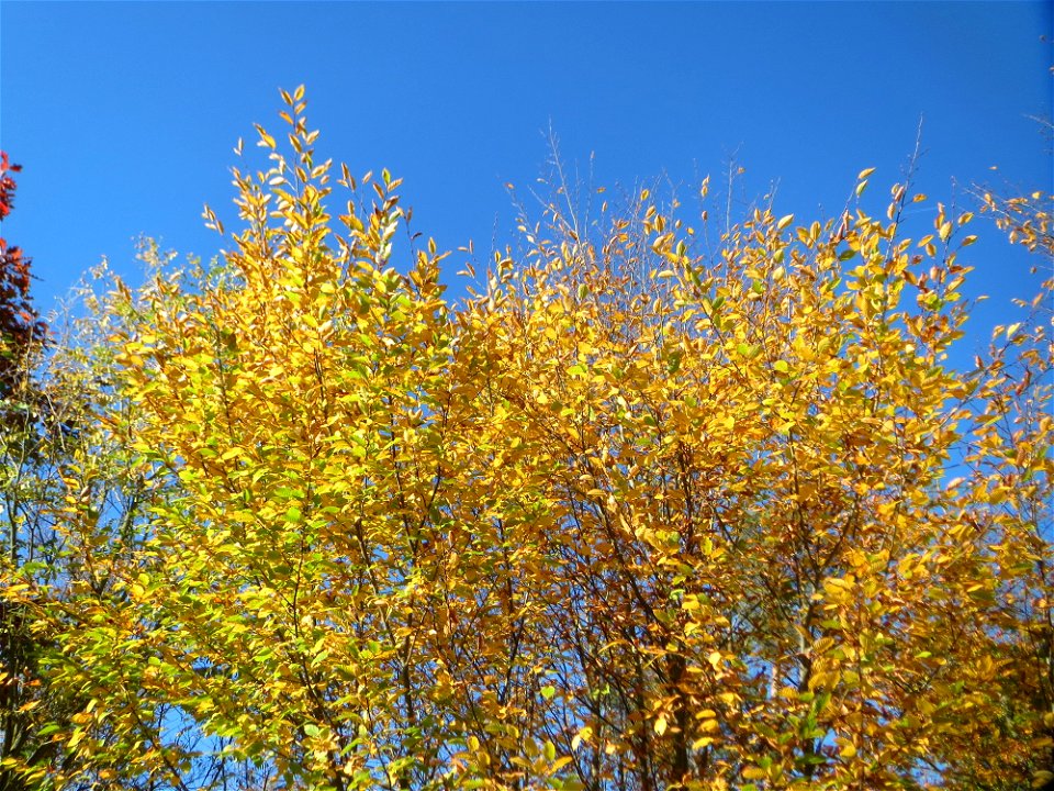 Hainbuche (Carpinus betulus) in der Schwetzinger Hardt