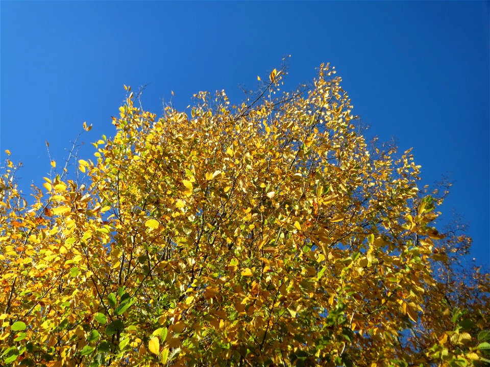 Hainbuche (Carpinus betulus) in der Schwetzinger Hardt
