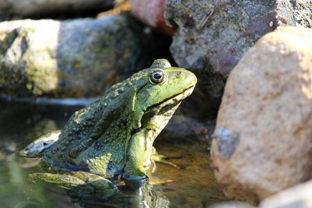 Nature green water frog