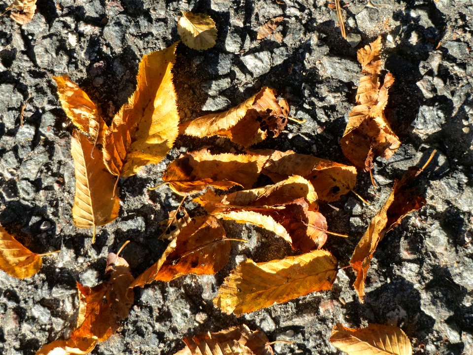 Hainbuche (Carpinus betulus) in der Schwetzinger Hardt