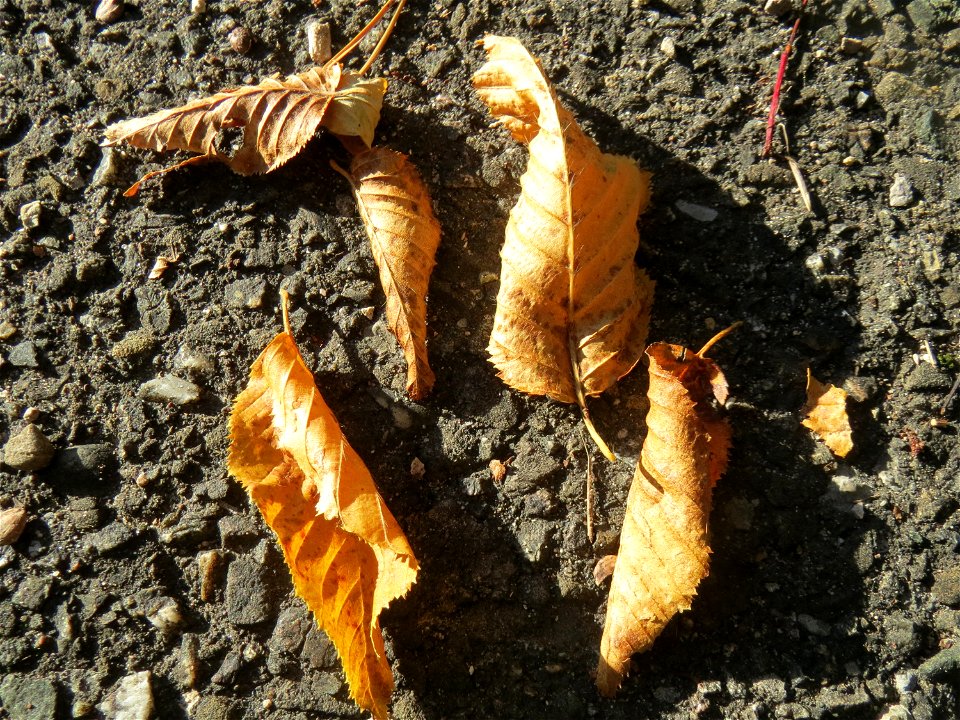 Hainbuche (Carpinus betulus) in der Schwetzinger Hardt