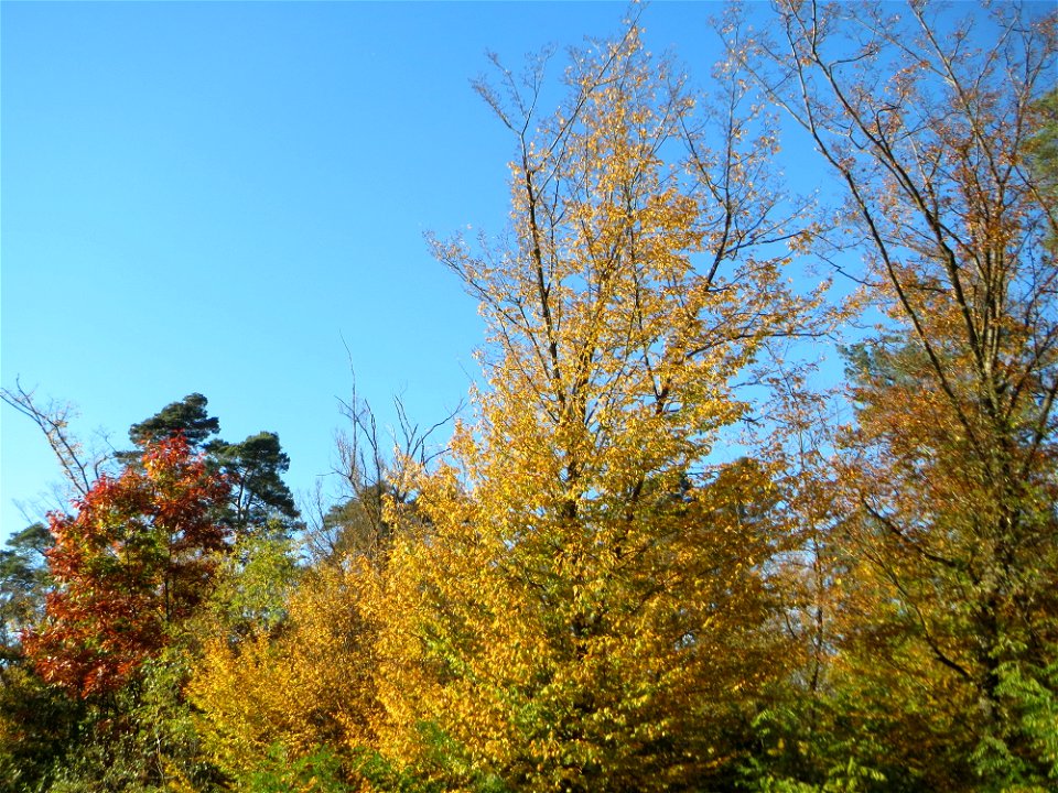 Hainbuche (Carpinus betulus) in der Schwetzinger Hardt