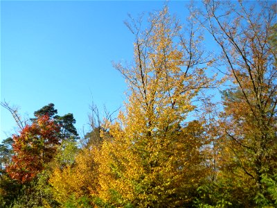 Hainbuche (Carpinus betulus) in der Schwetzinger Hardt