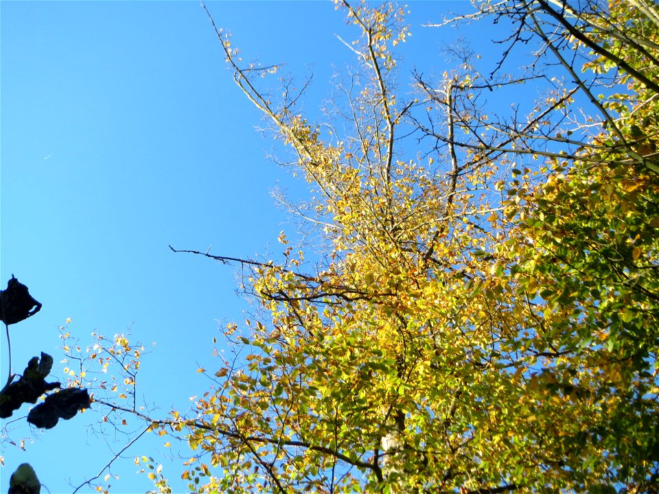 Hainbuche (Carpinus betulus) in der Schwetzinger Hardt