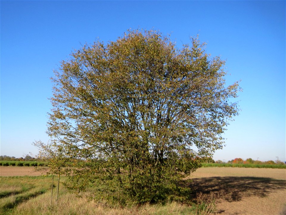Hainbuche (Carpinus betulus) bei Neulußheim