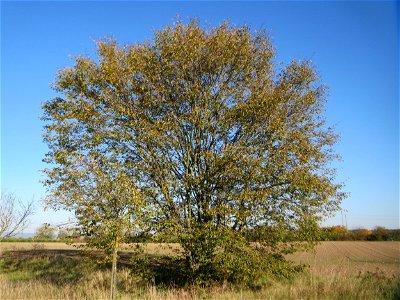Hainbuche (Carpinus betulus) bei Neulußheim