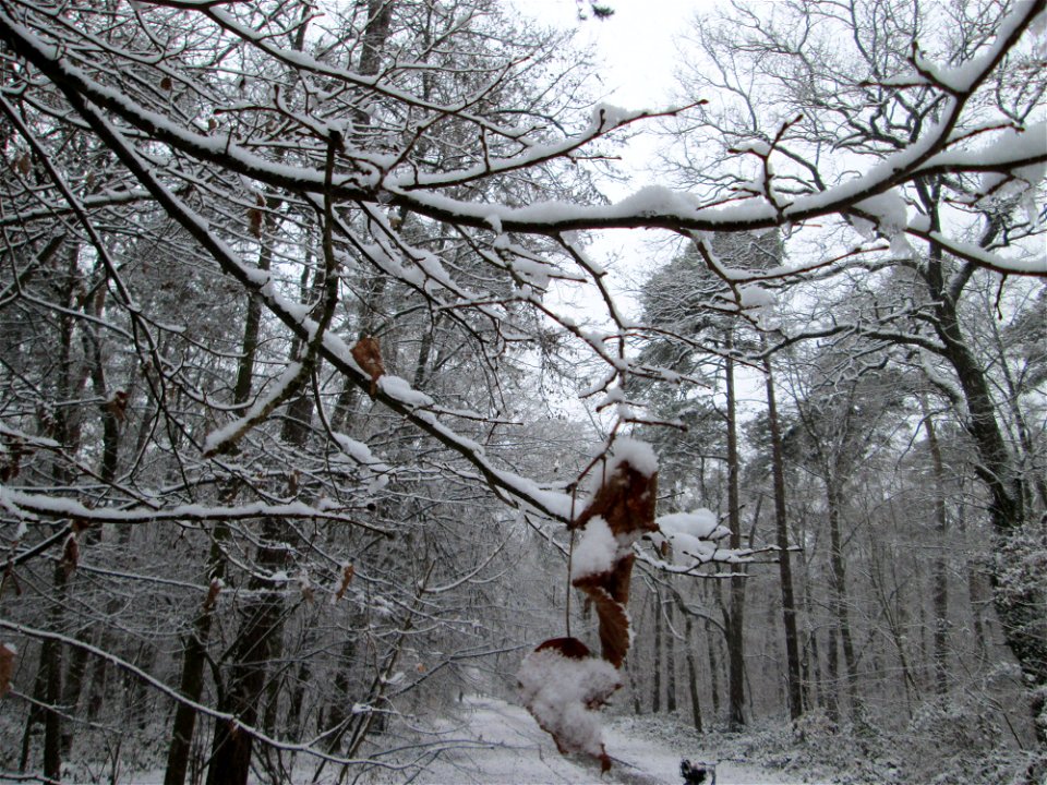 Hainbuche (Carpinus betulus) in der Schwetzinger Hardt bei Neuschnee am 3. Dezember 2017