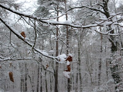 Hainbuche (Carpinus betulus) in der Schwetzinger Hardt bei Neuschnee am 3. Dezember 2017