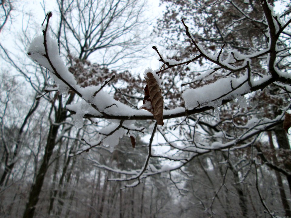 Hainbuche (Carpinus betulus) in der Schwetzinger Hardt bei Neuschnee am 3. Dezember 2017