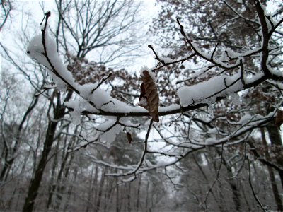 Hainbuche (Carpinus betulus) in der Schwetzinger Hardt bei Neuschnee am 3. Dezember 2017