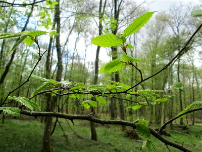 Junge Blätter der Hainbuche (Carpinus betulus) in eunem Waldstück („Bruch“) bei Grosbliederstroff