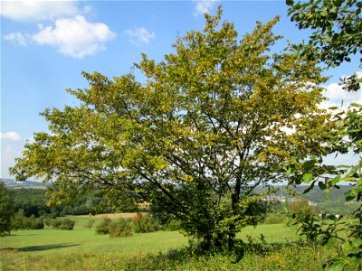 Hainbuche (Carpinus betulus) im Naturschutzgebiet Birzberg