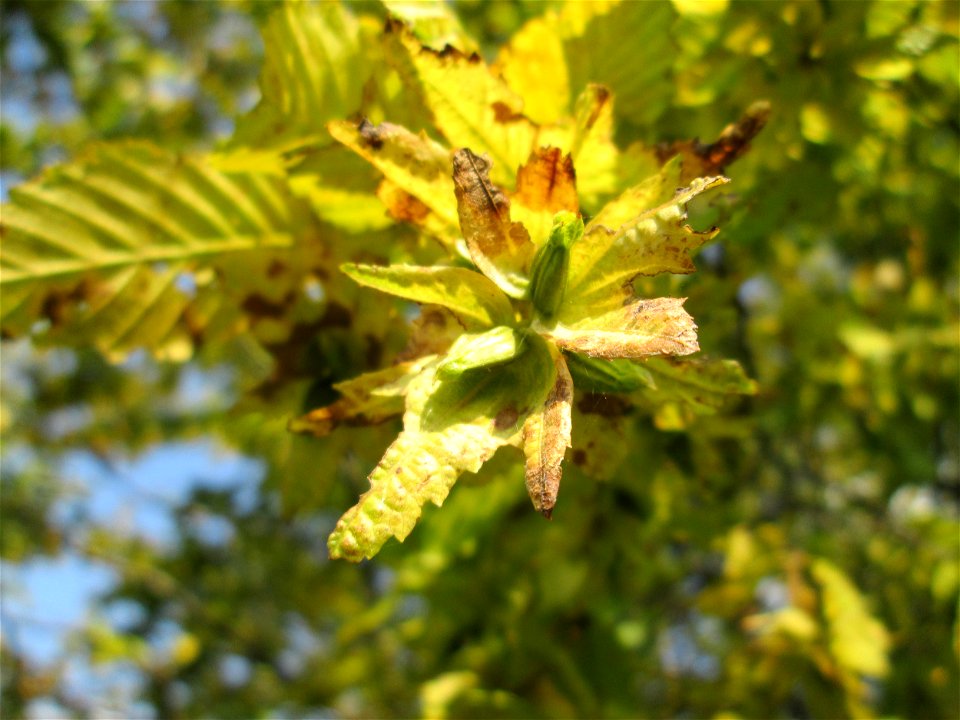 Hainbuche (Carpinus betulus) im Naturschutzgebiet Birzberg