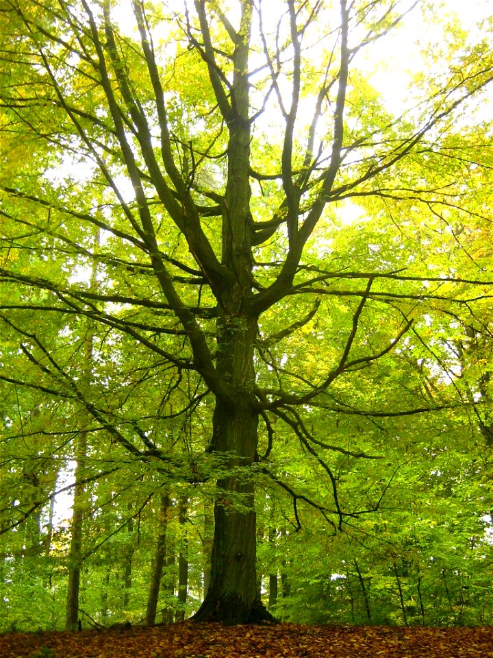 Hainbuche in den Brohmer Bergen bei Rothemühl (Landkreis Uecker-Randow, Vorpommern).