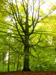 Hainbuche in den Brohmer Bergen bei Rothemühl (Landkreis Uecker-Randow, Vorpommern).