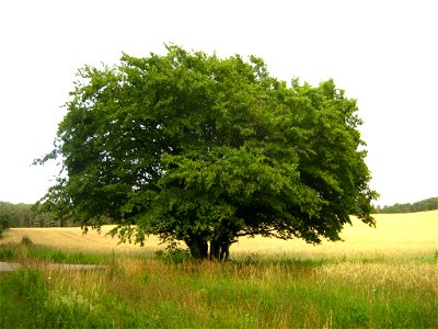 Deutsch:  Eine vielstämmige freistehende Hainbuche in der Feldmark bei Rothemühl (Landkreis Uecker-Randow, Vorpommern).