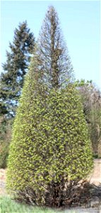 Carpinus_betulus, Brno, CZ photo