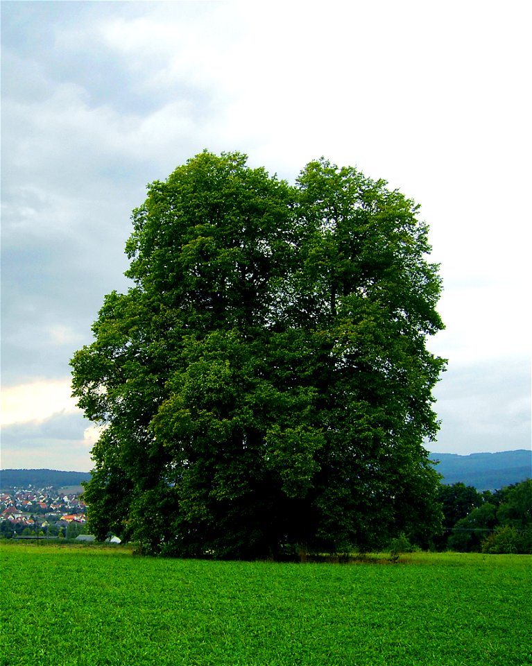 Flieden (Germany) - natural monument-destroit