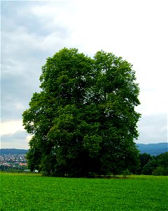 Flieden (Germany) - natural monument-destroit