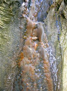 Fungus on Hornbeam with root pressure flow from trunk. Spier's Old School Grounds, Beith, North Ayrshire, Scotland.