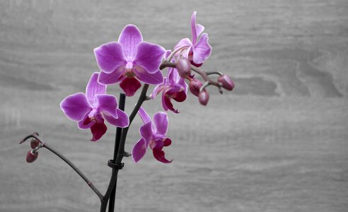 Plant bloom violet