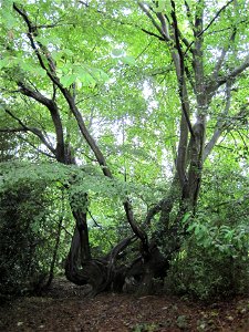 Hornbeam tree in Barnet Gate Wood, Arkley, Barnet, London