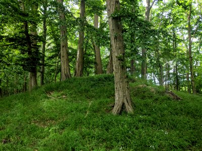 Bronzezeitliches Hügelgrab Jarnitz 51 in der Näselow (Ralswieker Forst auf Rügen) mit alten Hainbuchen.Referenz: kleks, KulturlandschaftsWiki