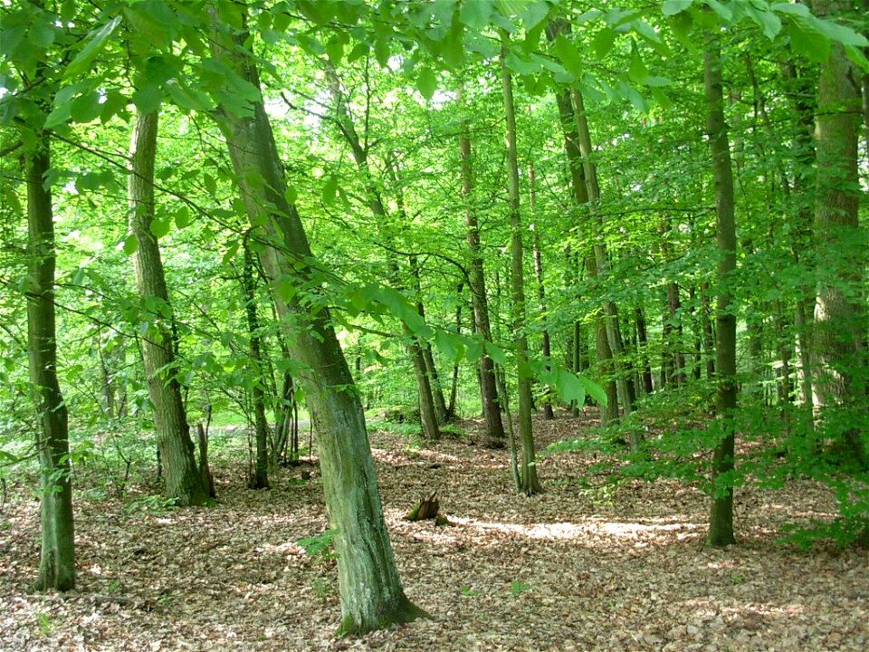 Las Gdański, bór mieszany