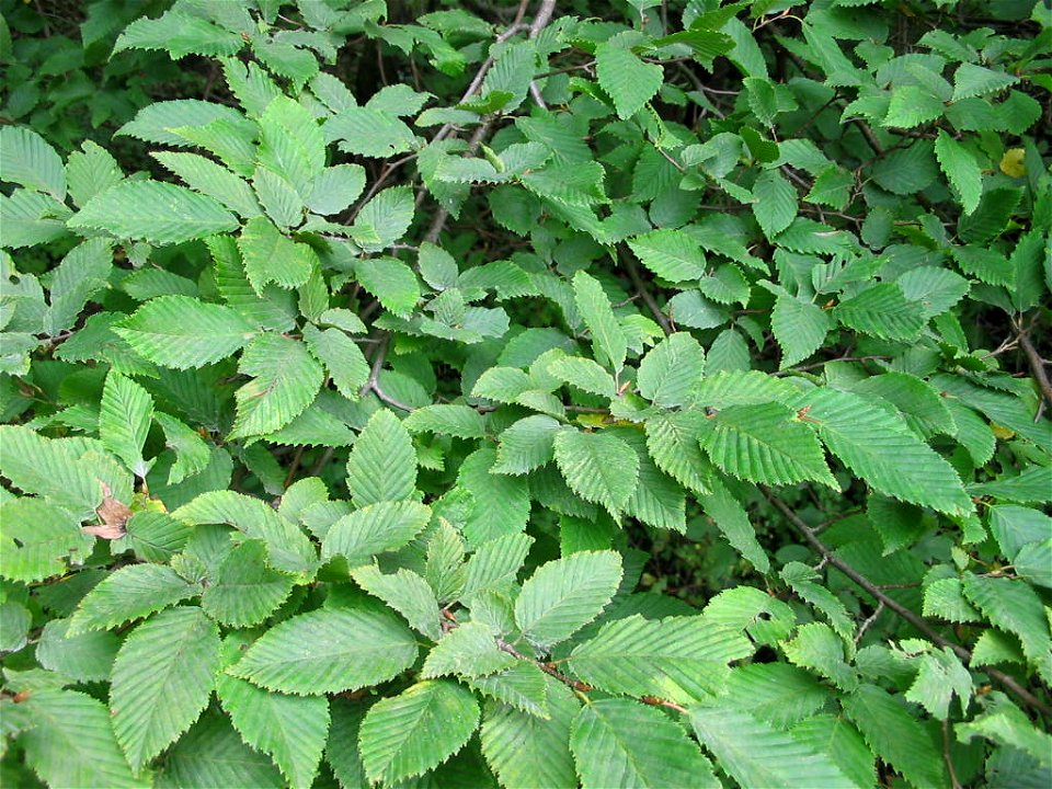 Carpinus betulus. Nature of Pidvysoke, Berezhany district, Ternopil Oblast, Western Ukraine.