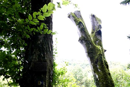 Image title: Some trees in forest Image from Public domain images website, http://www.public-domain-image.com/full-image/nature-landscapes-public-domain-images-pictures/forest-public-domain-images-pic photo