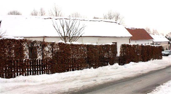 Carpinus betulus, hedge photo