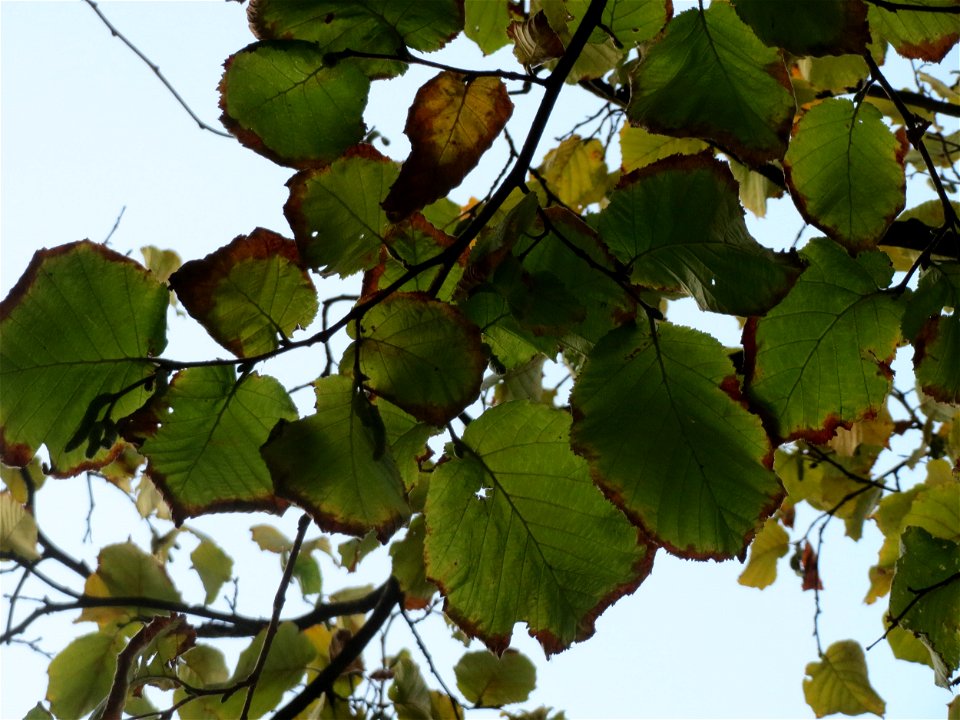 Schwarzerle (Alnus glutinosa) in Hockenheim